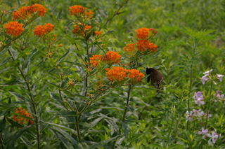butterflyweed with swallowtail 2